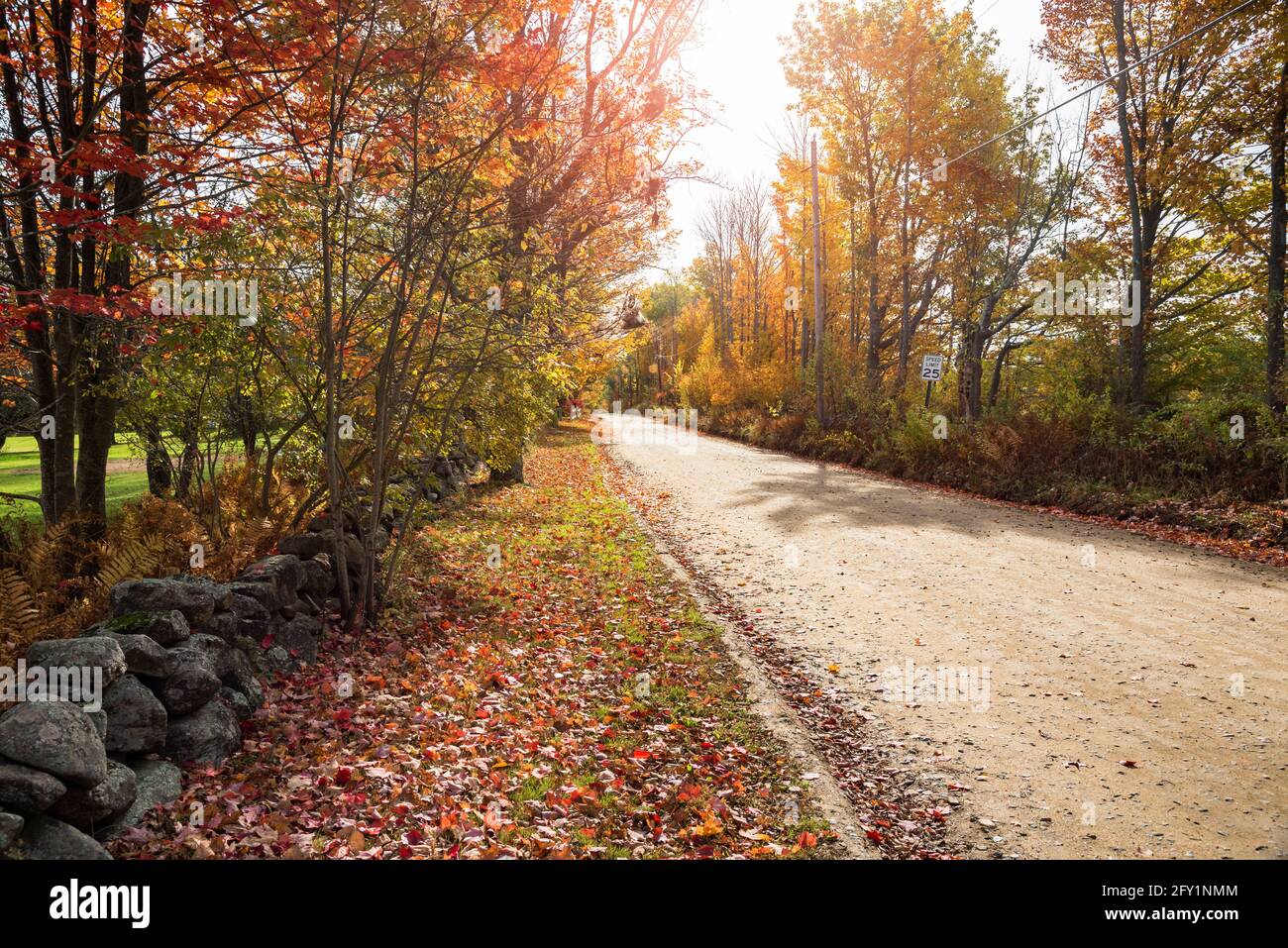 Landstraße gesäumt von Laubbäumen auf der Spitze der Herbstlaub an einem sonnigen Tag. Streulicht. Stockfoto