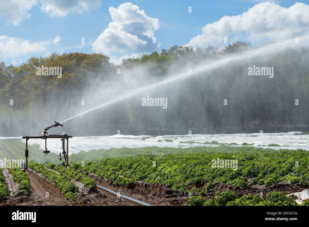 Wasser-Sprinkler zur Bewässerung von Kartoffelpflanzen auf einem Feld. Snape, Suffolk. VEREINIGTES KÖNIGREICH. Stockfoto