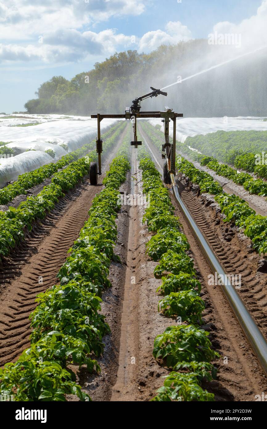 Wasser-Sprinkler zur Bewässerung von Kartoffelpflanzen auf einem Feld. Snape, Suffolk. VEREINIGTES KÖNIGREICH. Stockfoto