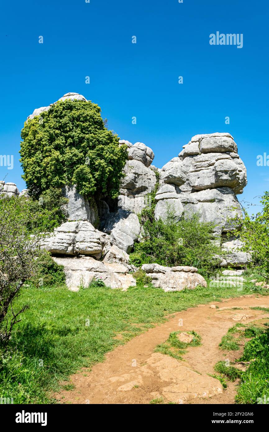 Ein erodiertes Kalksteinfelsen im Naturschutzgebiet von Torcal, das wie ein Steinbaum aussieht Stockfoto