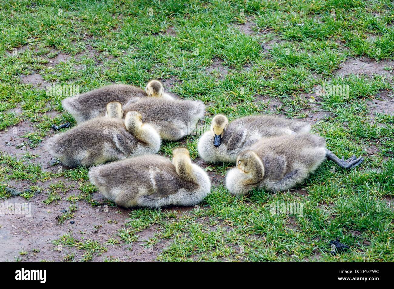 Sechs vor kurzem geschlüpfte Kanadagänse-Gänseküken, die sich auf dem zusammenhuschen Gras Stockfoto