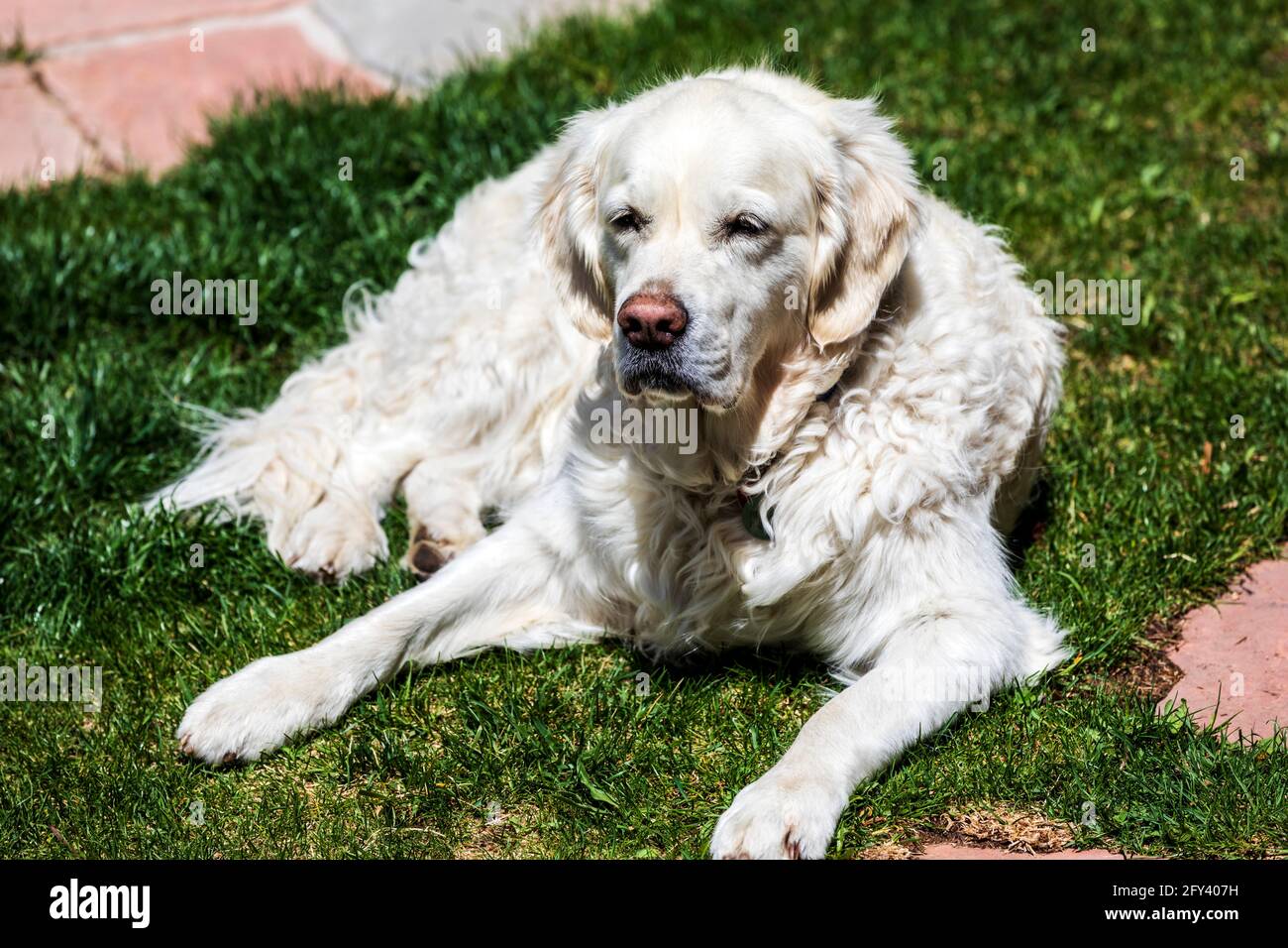 Platin farbige Golden Retriever Hund. Stockfoto