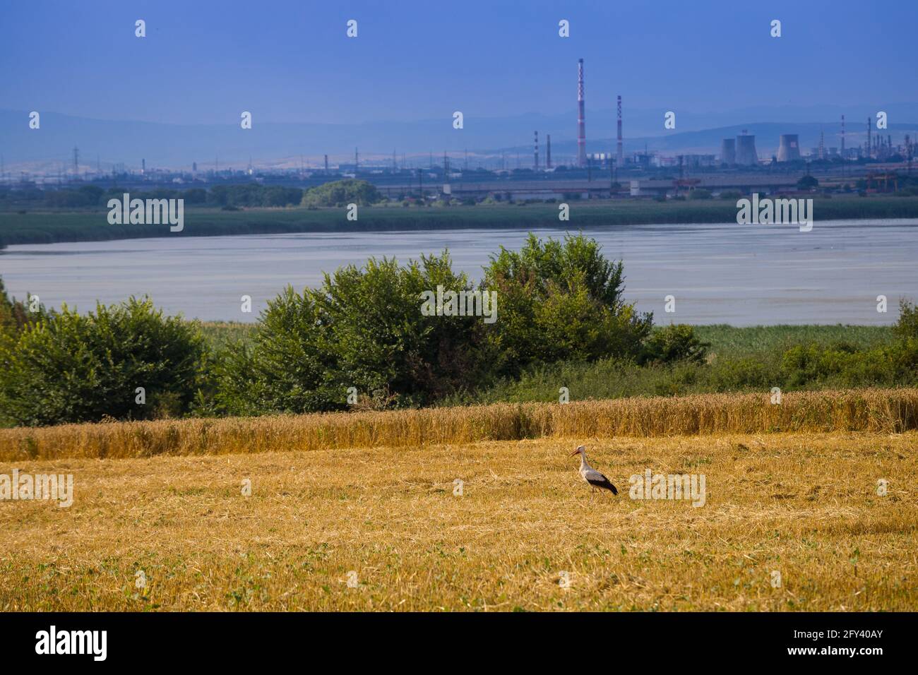 Störche auf der Suche nach Nahrung in frisch geernteten Weizenfeldern Stockfoto