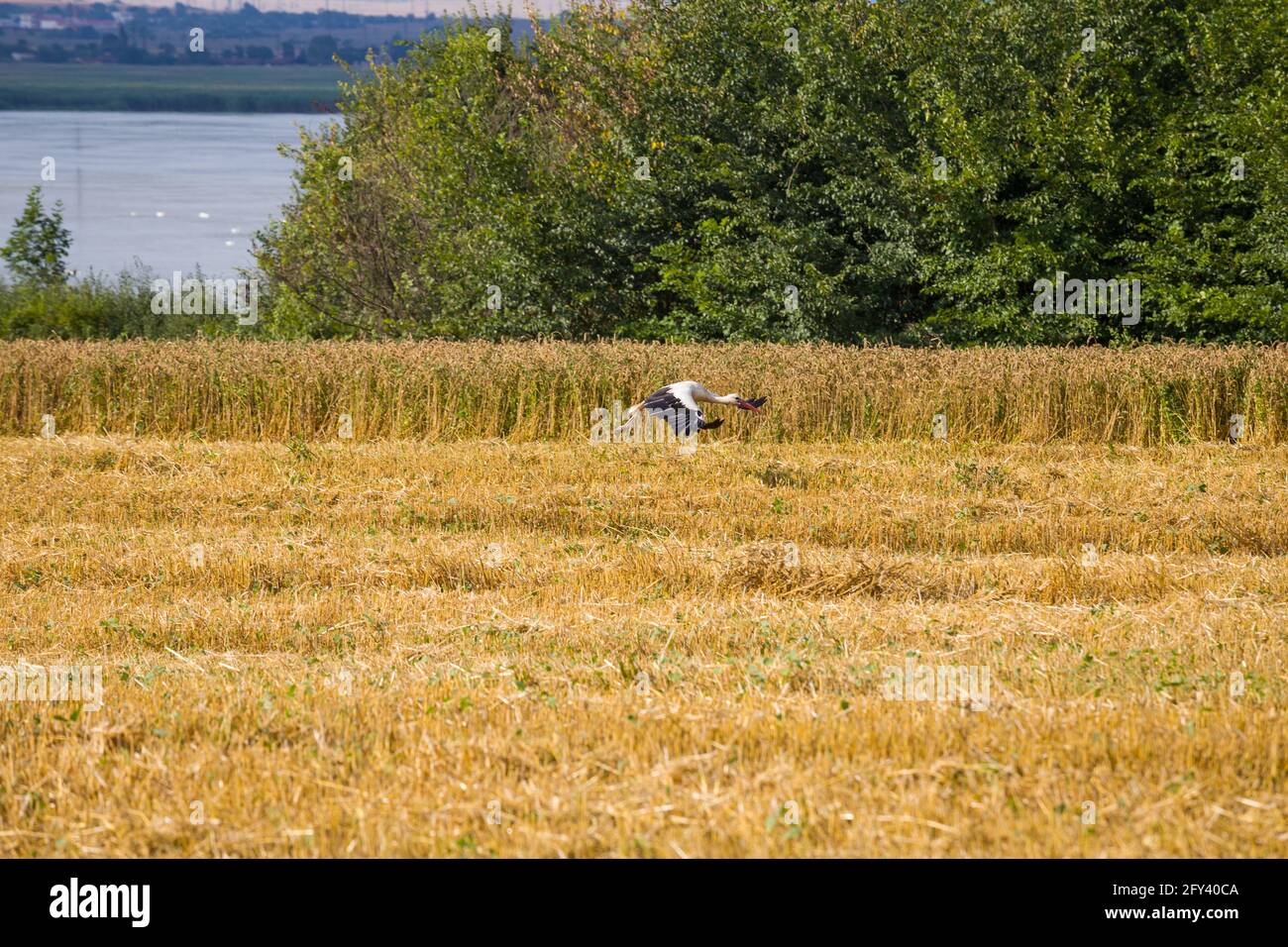 Störche auf der Suche nach Nahrung in frisch geernteten Weizenfeldern Stockfoto