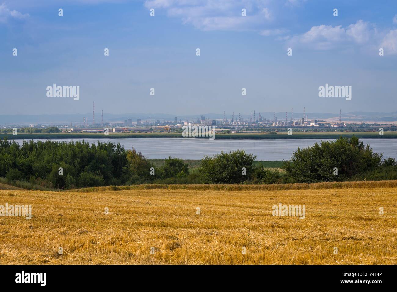 Störche auf der Suche nach Nahrung in frisch geernteten Weizenfeldern Stockfoto