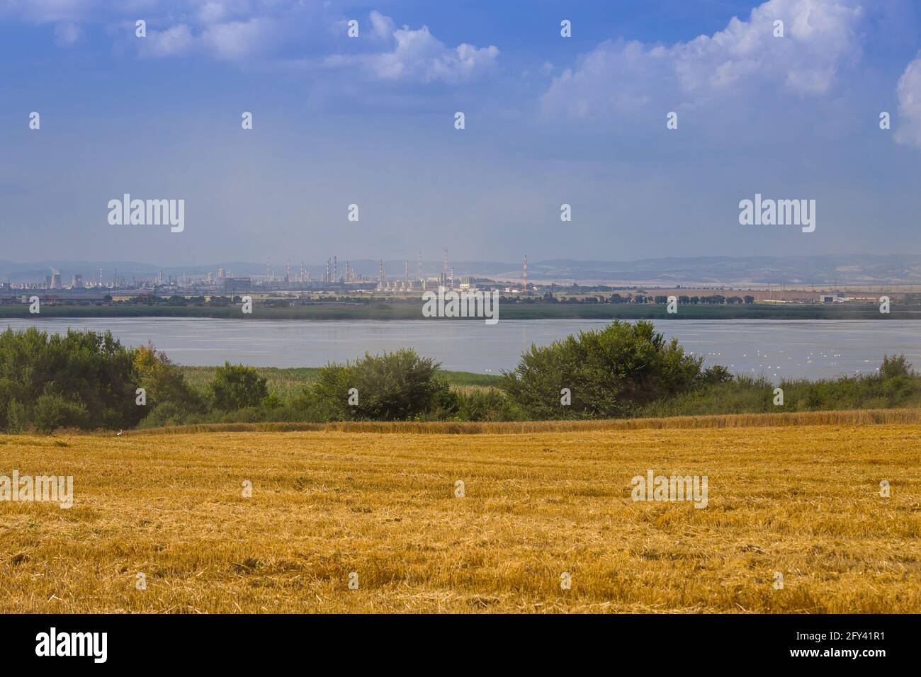 Störche auf der Suche nach Nahrung in frisch geernteten Weizenfeldern Stockfoto