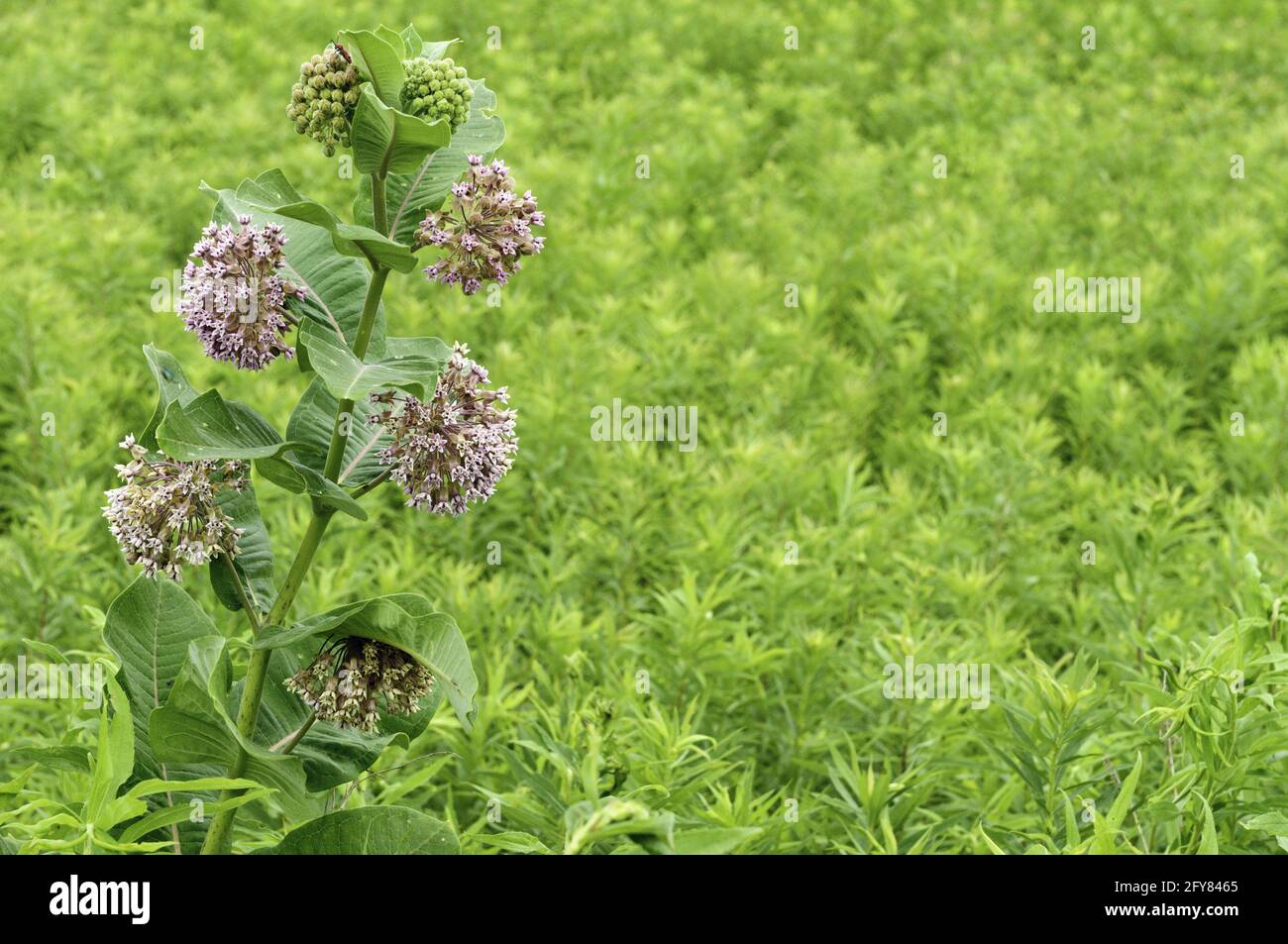 Gewöhnliches Milchkraut (botanischer Name: Asclepias syriaca), auch bekannt als Schmetterlingsblume und Seidenkraut, blüht im Sommer in der Prärie im Norden von Illinois. I Stockfoto