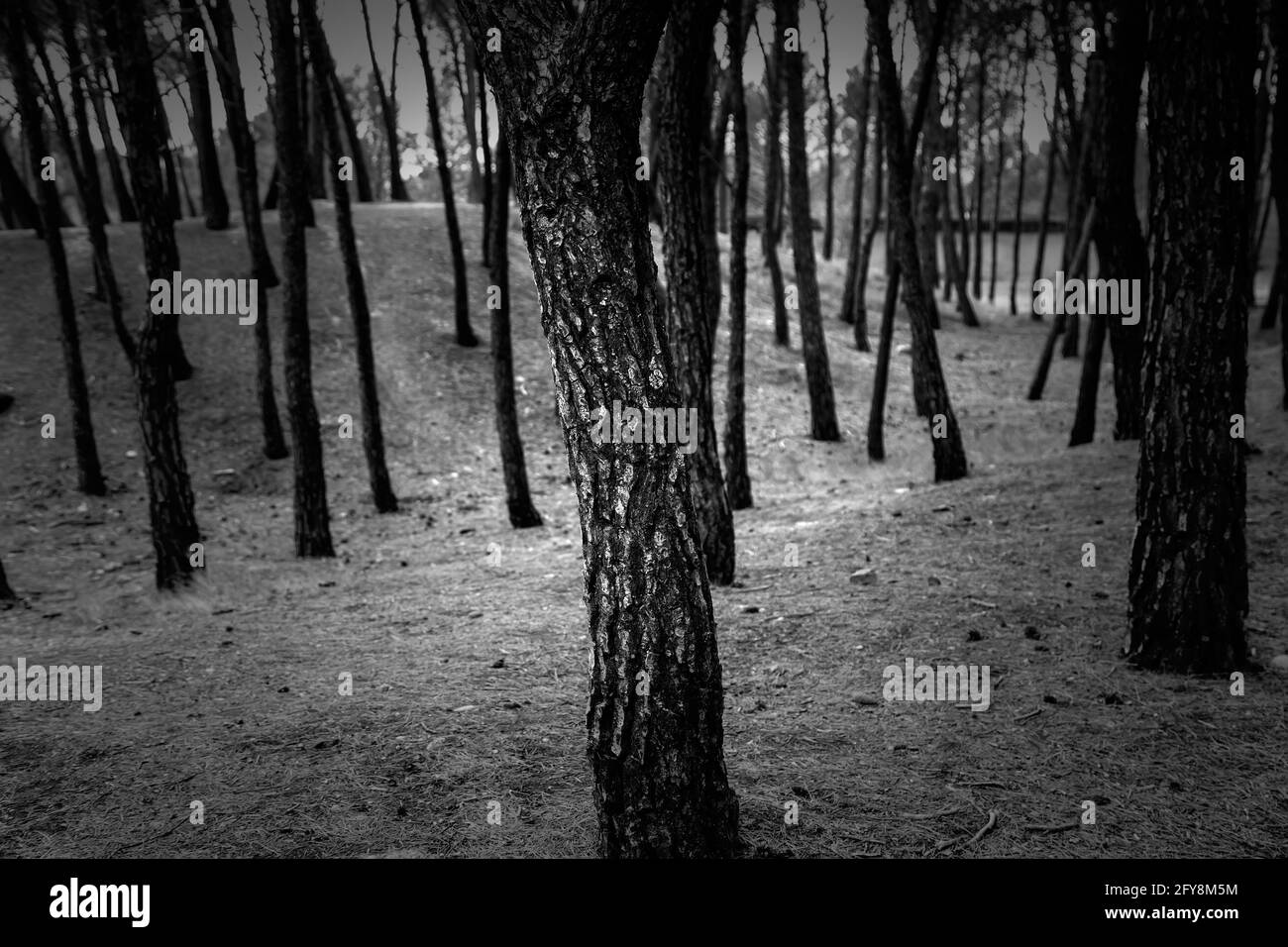 Detail eines Baumes in einem Wald in den Bergen, Natur und Gesundheit Stockfoto