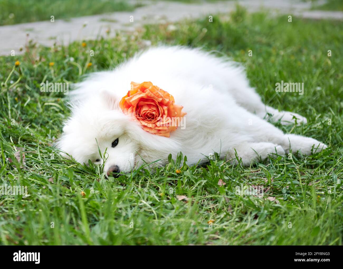 Ein Hund mit einer orangen Blume liegt auf einem Grün Rasen Stockfoto