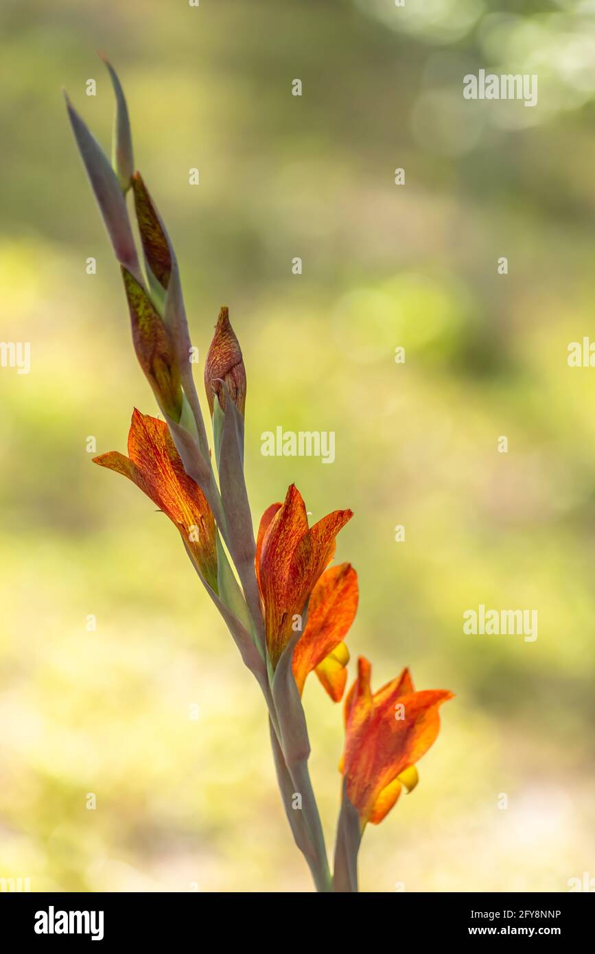 Farbenfrohe orange-gelbe Blüten der Gladioluspflanze. Unscharfer hellgelber/grüner Hintergrund für Copyspace Stockfoto