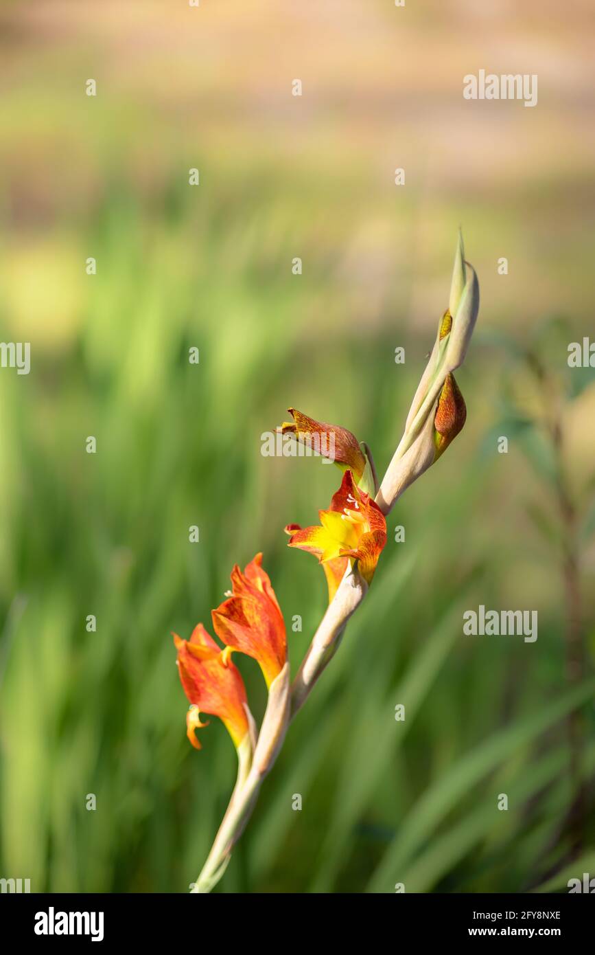Leuchtend orange Blüten der Gladioluspflanze mit schwertartigem Grün Hinterlässt im Hintergrund verschwommene Blätter Stockfoto