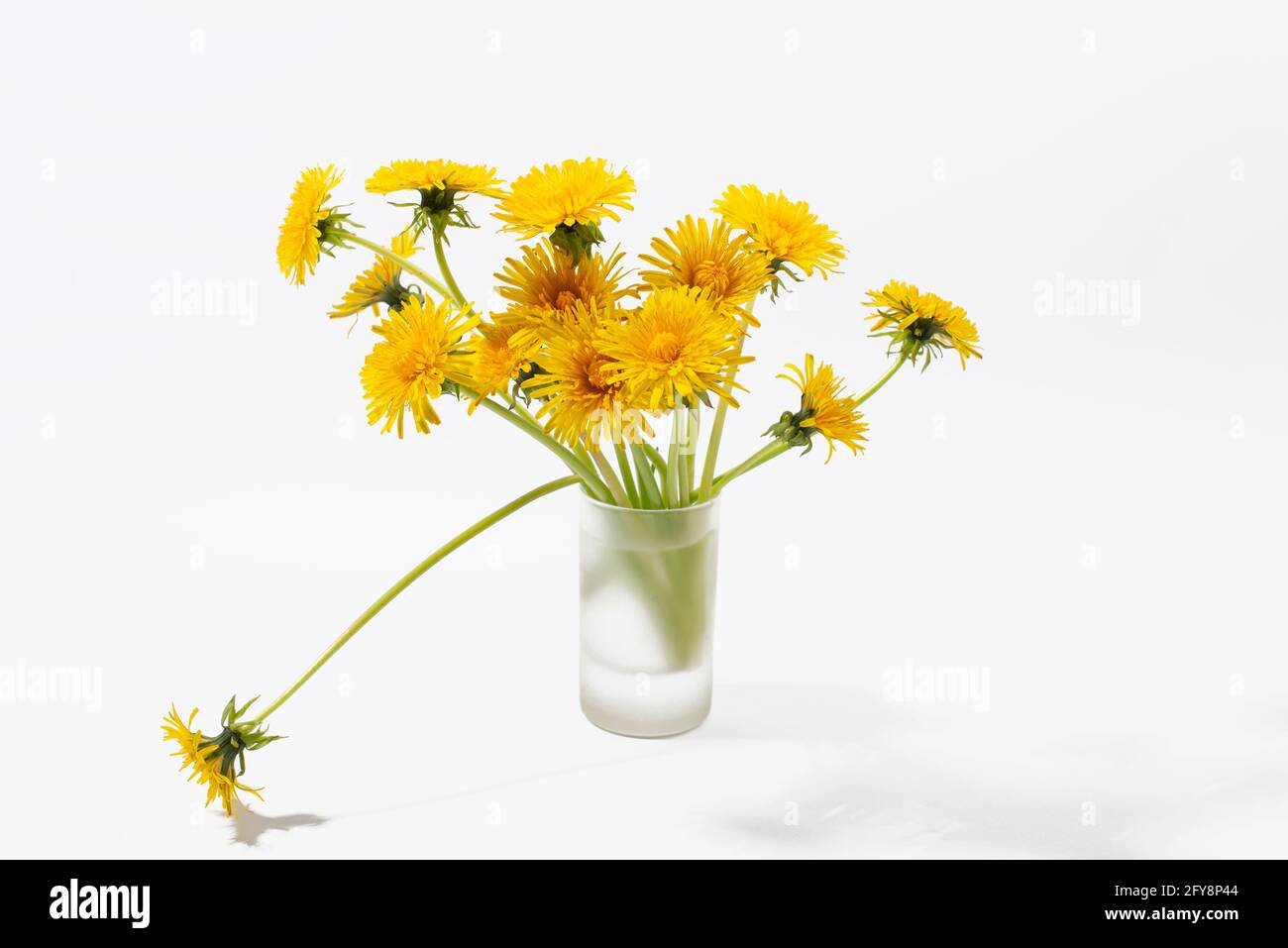 Lötenzapfen (Taraxacum) auf hellem Hintergrund isoliert. Wildblumen werden für Lebensmittel und Kosmetika verwendet. Stockfoto