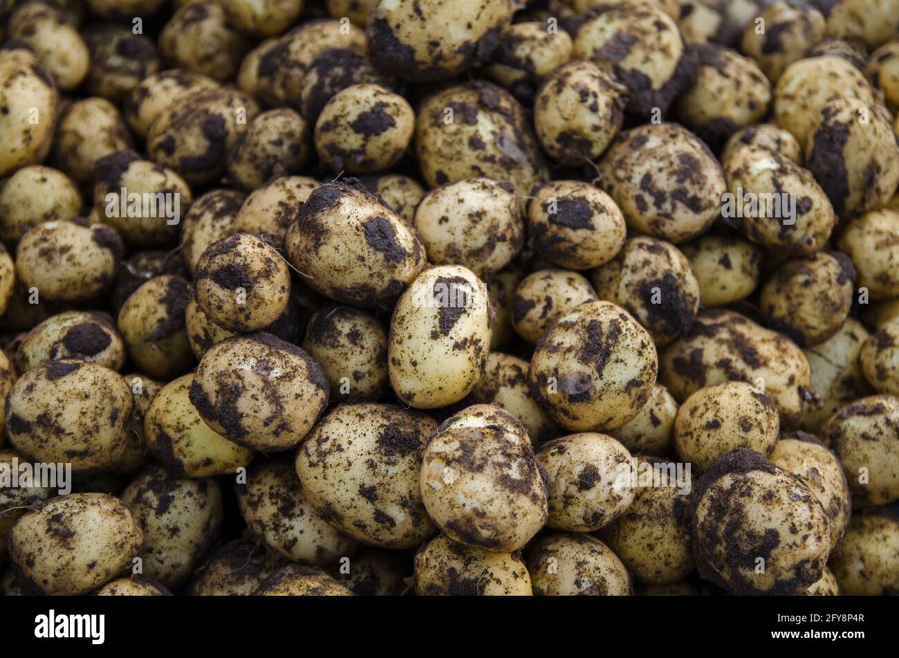 Ein Haufen frischer junger Kartoffeln. Frisch gegrabene Kartoffeln mit Bodenverschmutzungen. Ernte, Ernte. Landwirtschaftliche Nahrungsmittelproduktion und Landwirtschaft. Gartenarbeit. Wächst Stockfoto