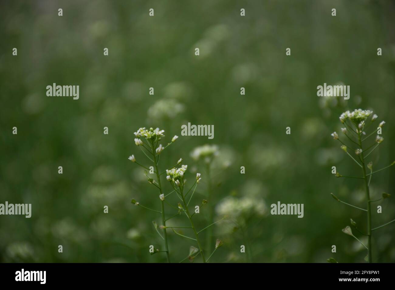 Sanfte natürliche Sommer grünen Hintergrund von Gras und Blumen Stockfoto