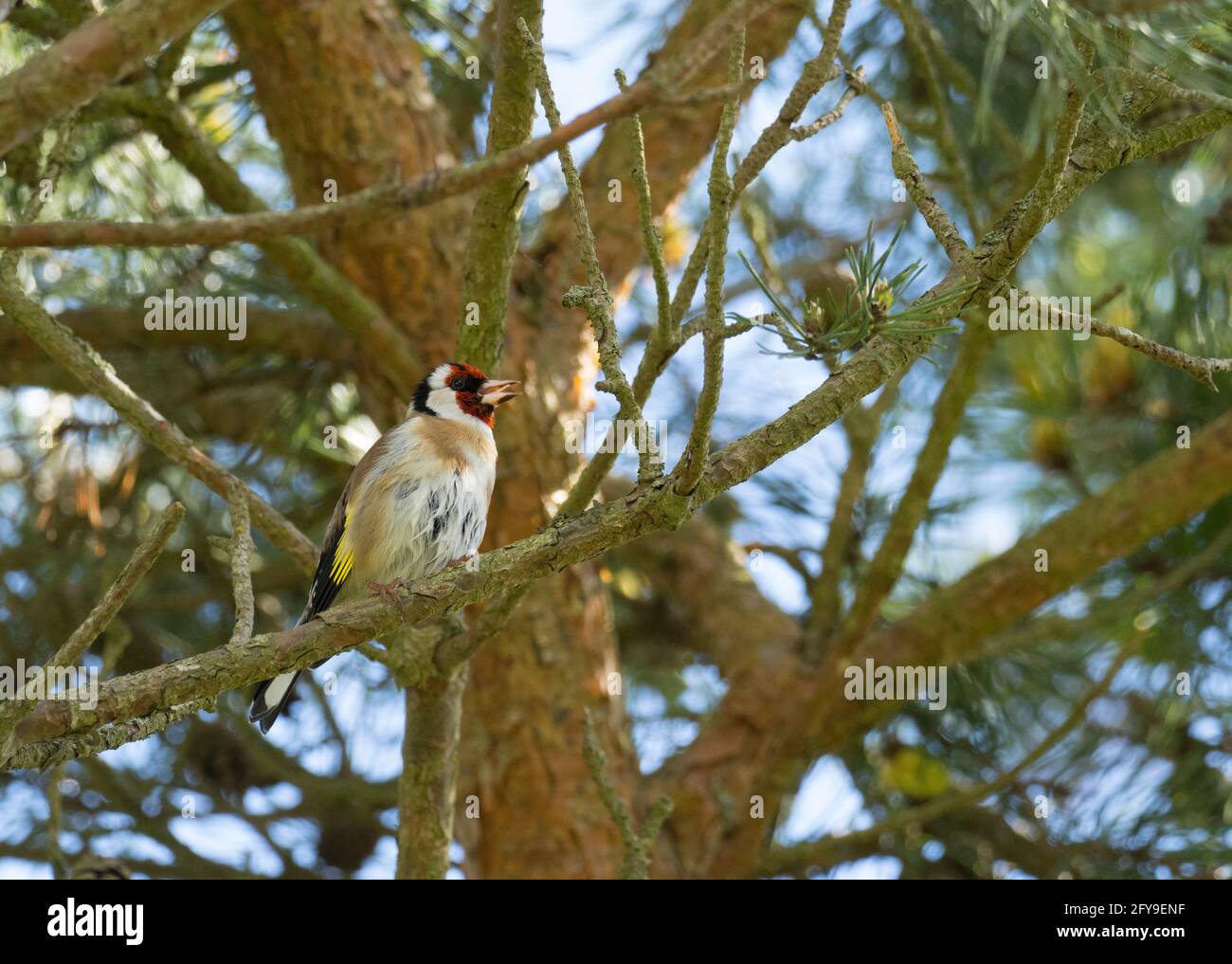 Europäischer Goldfink, Carduelis carduelis, Single adult singing in Tree, Worcestershire, Großbritannien Stockfoto