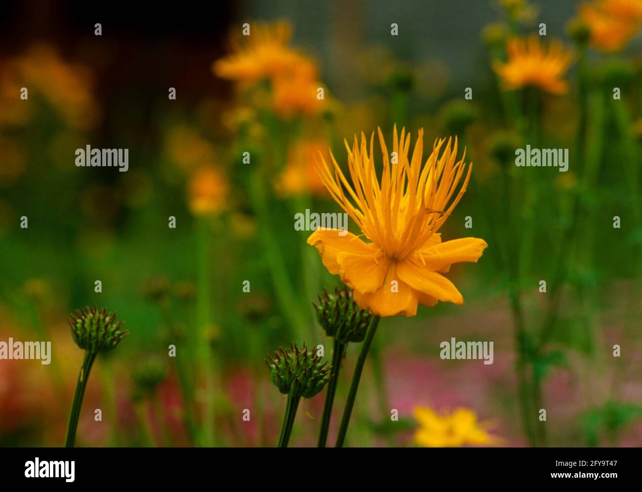 Trollius chinensis 'Goldene Königin', Globenblume, Stockfoto