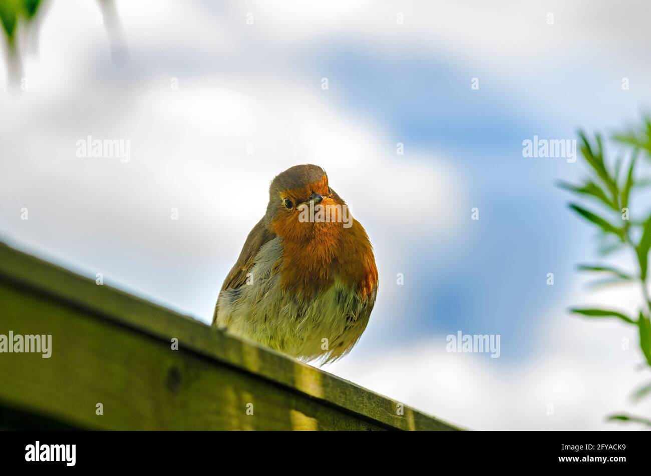 Baby Robin saß auf dem Zaun Stockfoto