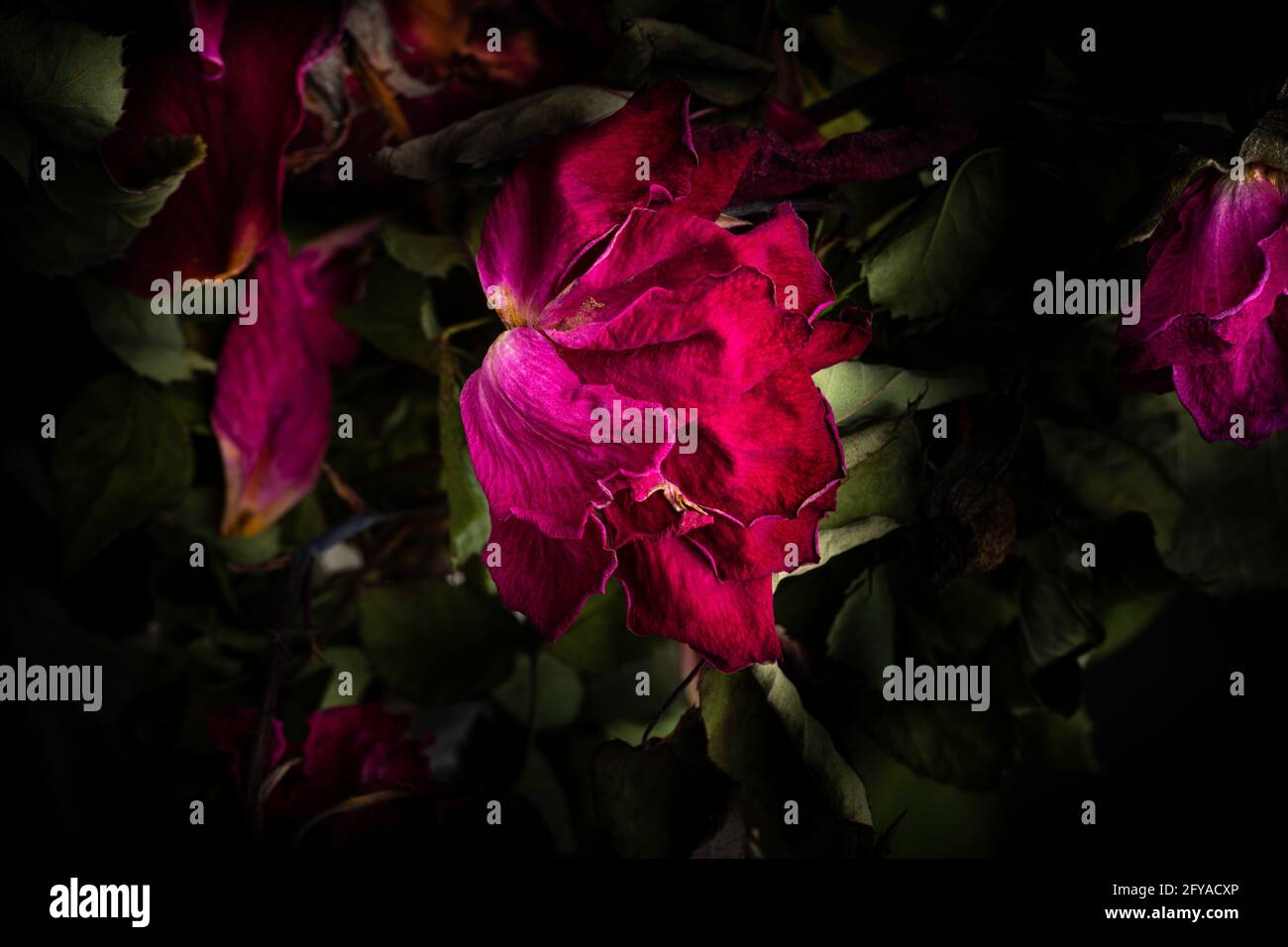Eine extreme Nahaufnahme einer trocknenden roten Rose vor dunklem Hintergrund. Stockfoto