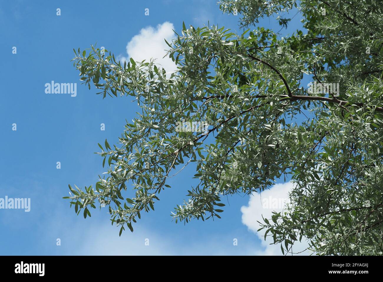 Russische Oliven-, Silberbeeren-, Oleaster- oder WildoliveSchmalblättrige Ölweide, Elaeagnus angustifolia, keskenylevelű ezüstfa, Budapest, Ungarn, Europa Stockfoto