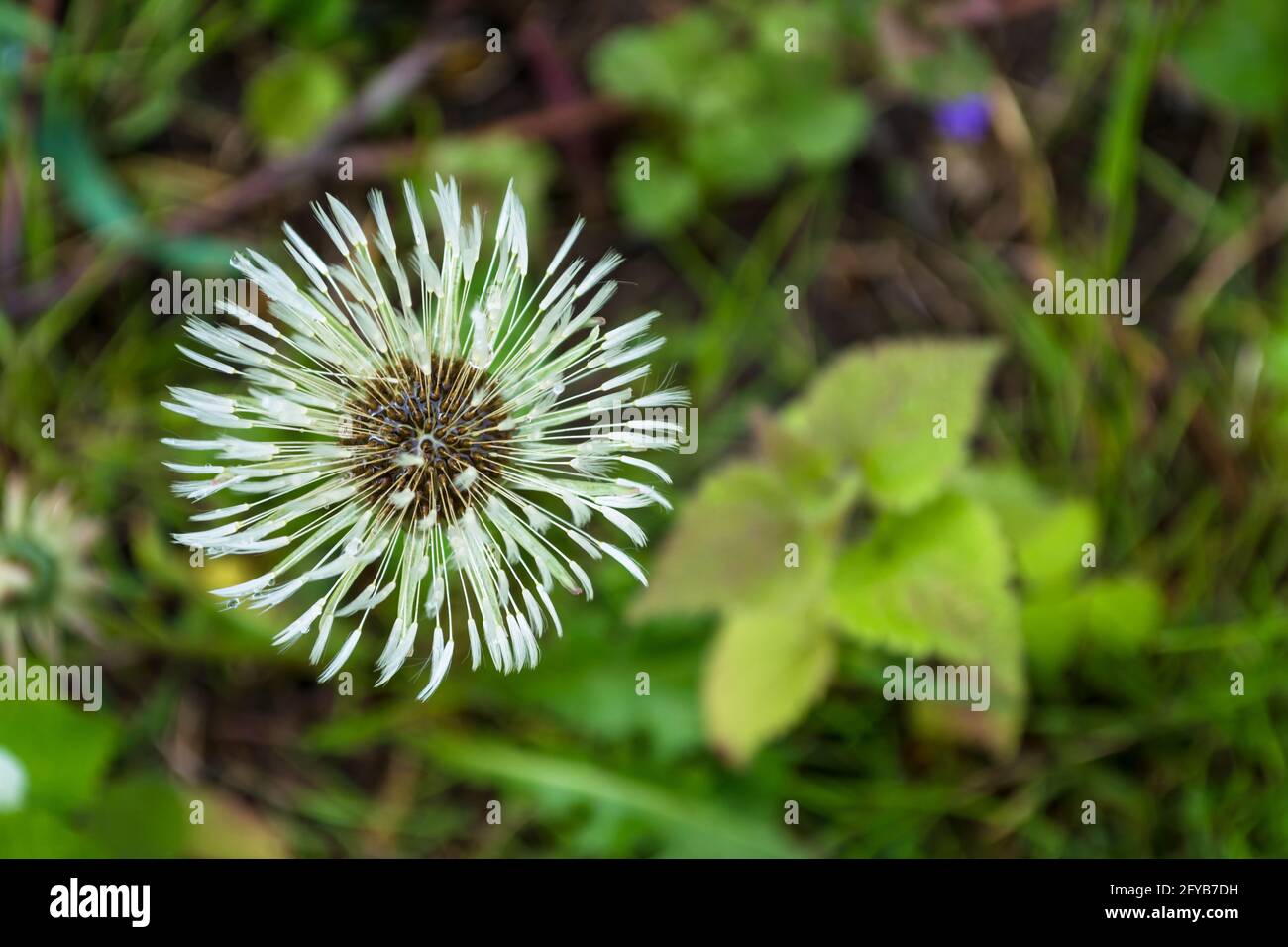 Nasser Dandelion auf einem grünen unscharfen Hintergrund. Stockfoto