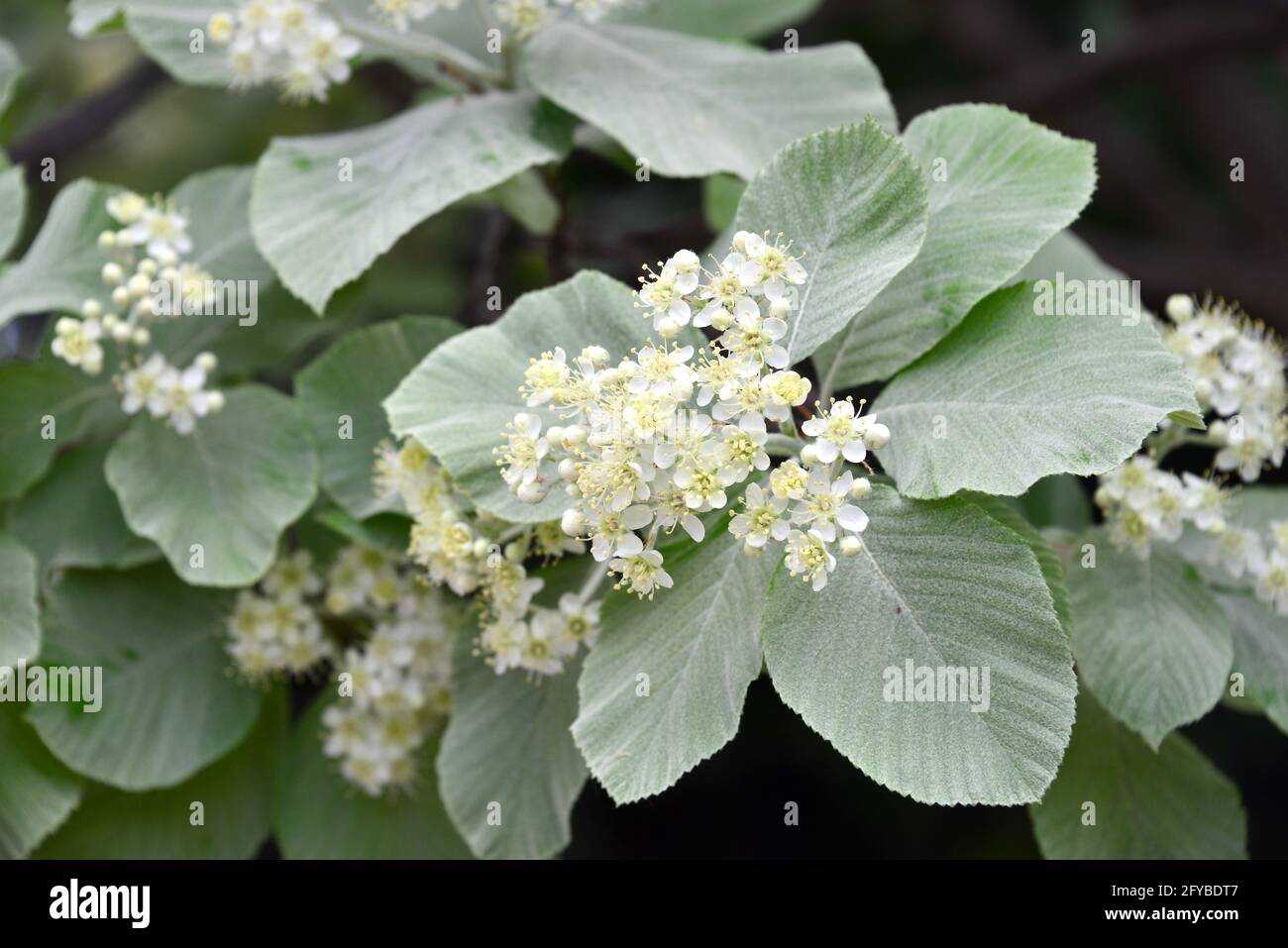 Weißbeam oder gewöhnlicher Weißbeam, echte Mehlbeere, glückliche Mehlbeere, Sorbus aria, lisztes berkenye Stockfoto