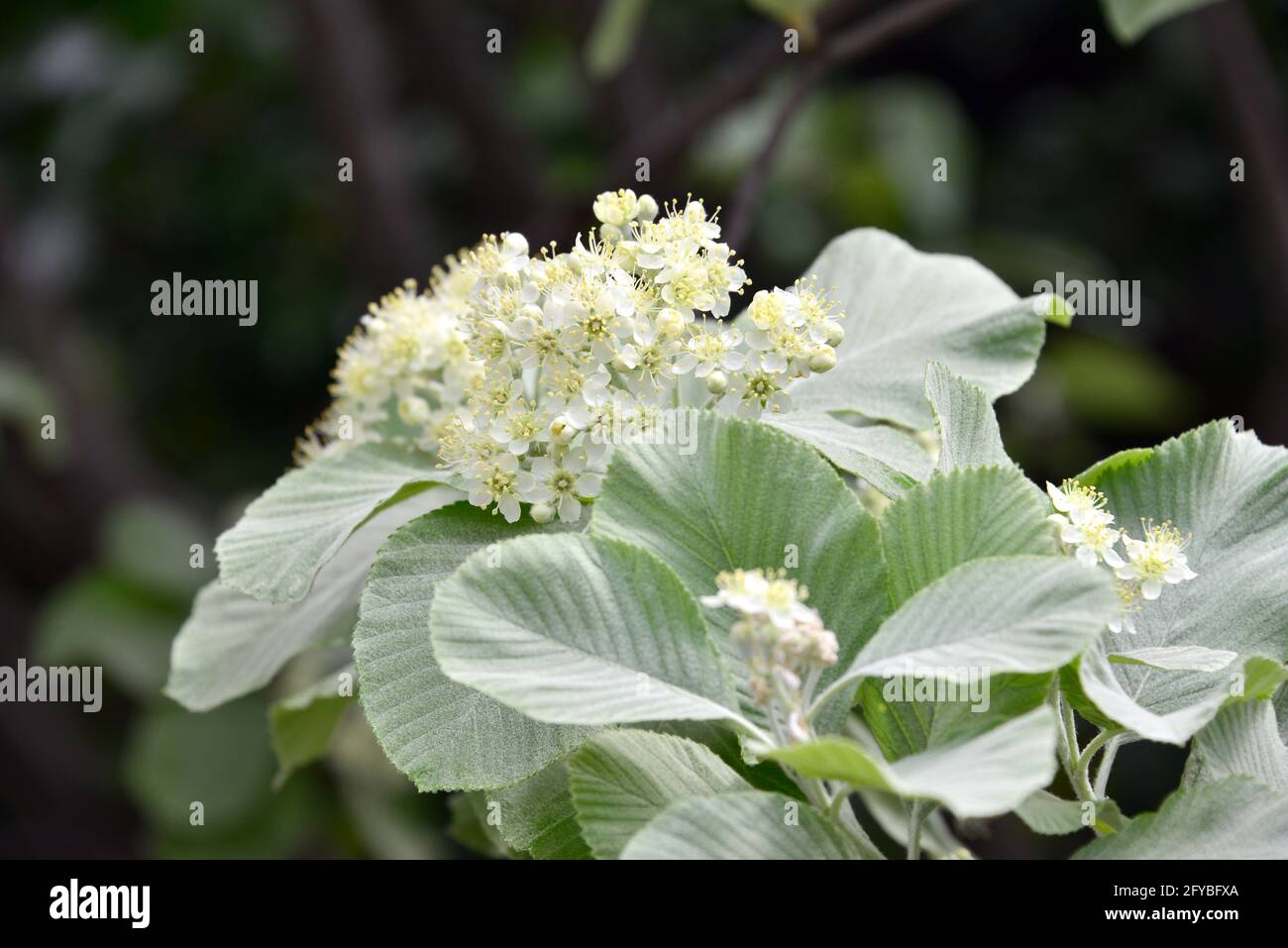 Weißbeam oder gewöhnlicher Weißbeam, echte Mehlbeere, glückliche Mehlbeere, Sorbus aria, lisztes berkenye Stockfoto