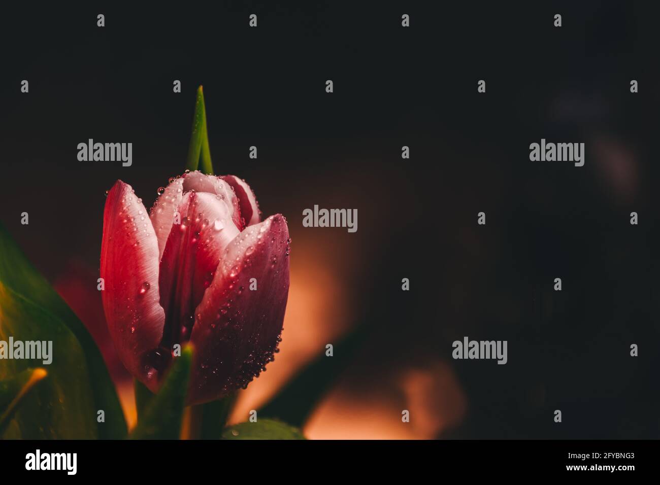 Eine rote Tulpe, bedeckt mit Tau auf dunklem Grund. Die Blume wird von orangefarbenem Licht beleuchtet. Selektiver Fokus. Stockfoto