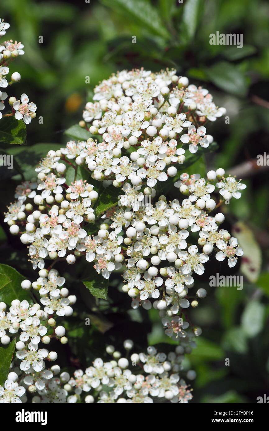 Scharlach-firethorn, roter firethorn, Mittelmeer-Feuerdorn, Pyramicantha coccinea, közönséges tűztövis, Budapest, Ungarn, Magyarország, Europa Stockfoto