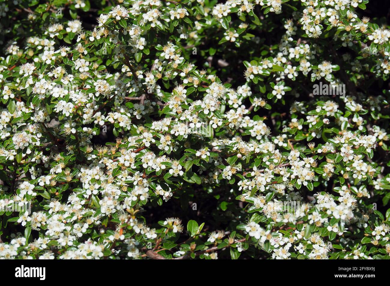 Bärentrautenkotoneaster, Teppich-Zwergmispel, Cotoneaster dammeri, szőnyegmadárbirs, Budapest, Ungarn, Magyarország, Europa Stockfoto