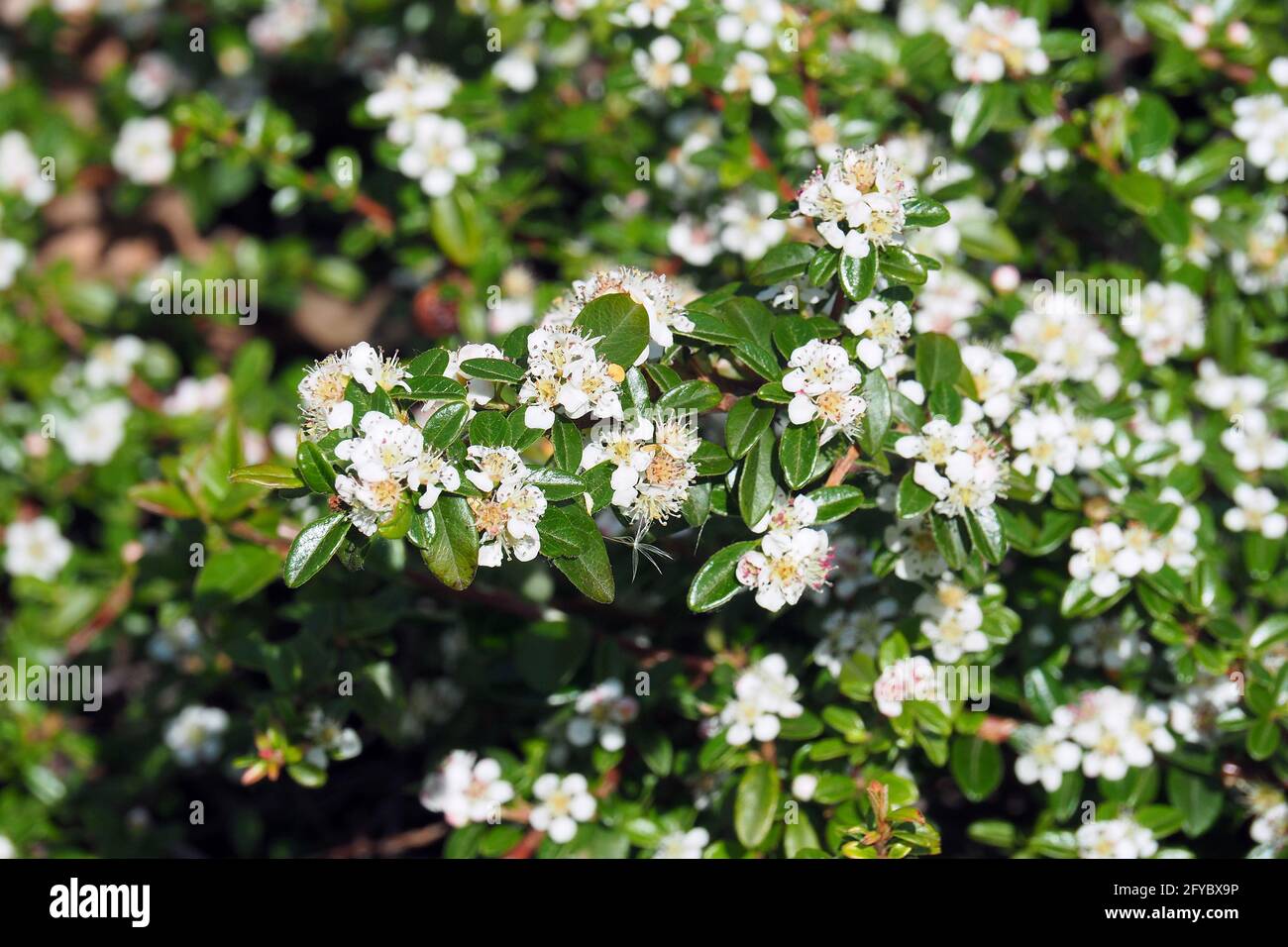 Bärentrautenkotoneaster, Teppich-Zwergmispel, Cotoneaster dammeri, szőnyegmadárbirs, Budapest, Ungarn, Magyarország, Europa Stockfoto