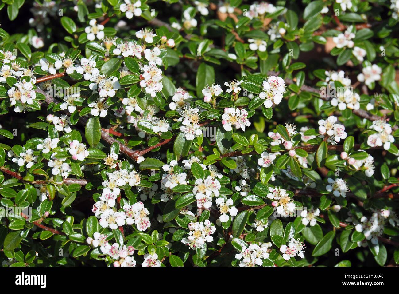 Bärentrautenkotoneaster, Teppich-Zwergmispel, Cotoneaster dammeri, szőnyegmadárbirs, Budapest, Ungarn, Magyarország, Europa Stockfoto