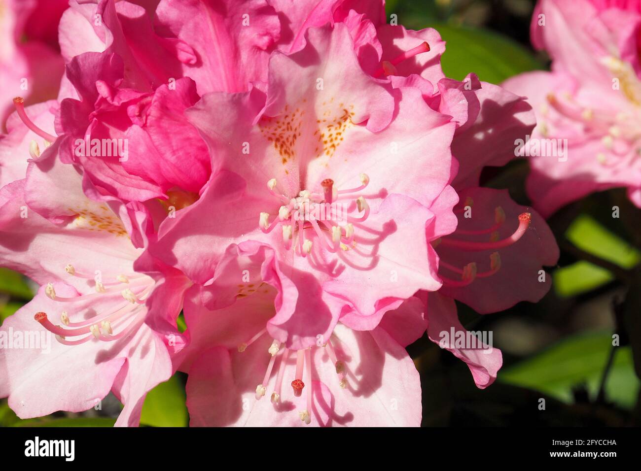 Gewöhnlicher Rhododendron oder pontischer Rhododendron, Pontischer Rhododendron, Rhododendron ponticum, Pontusi havasszépe Stockfoto