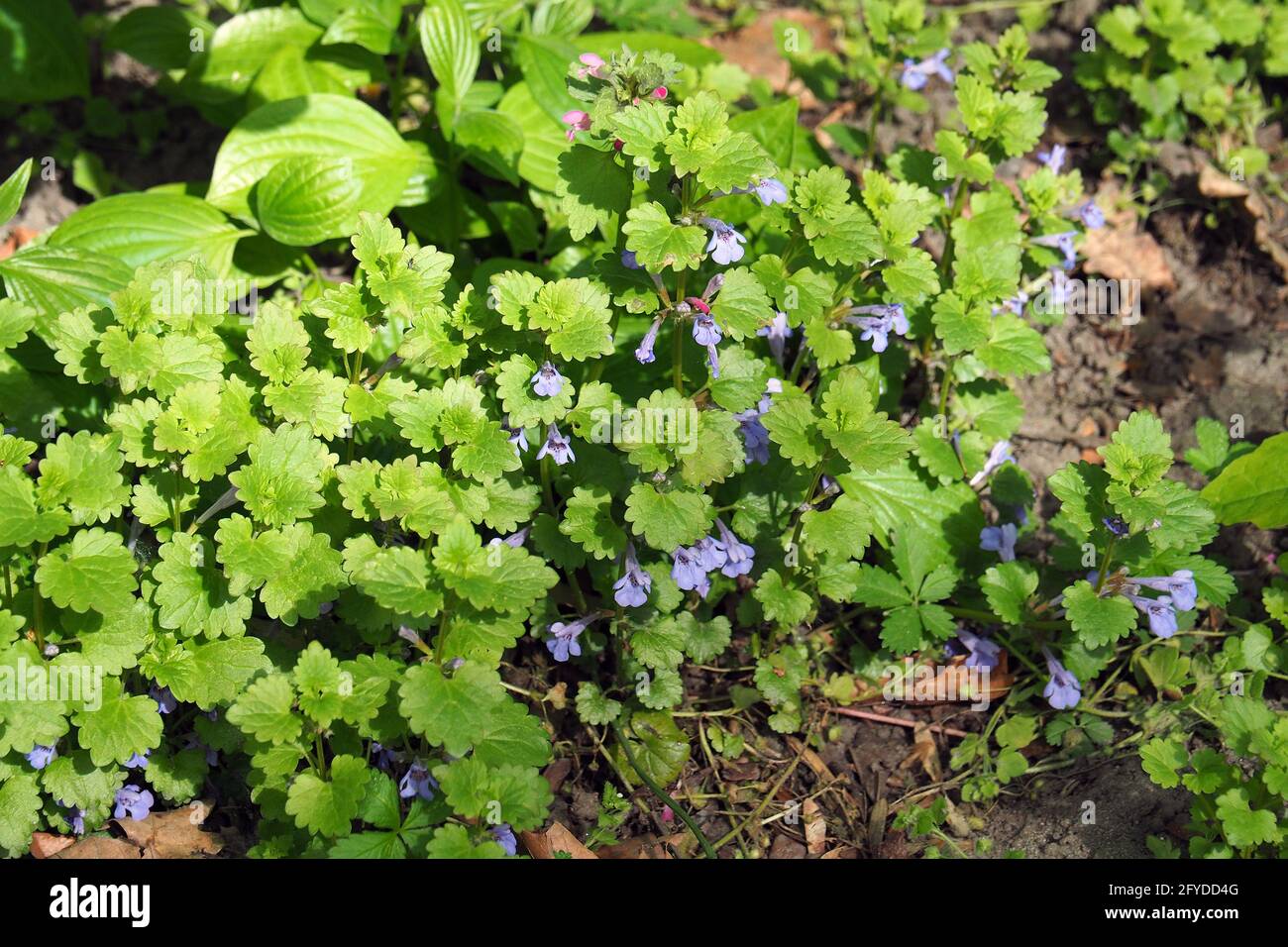 Ground-Efeu, Kiemen-over-the-Ground, Gundermann, Gundelrebe, Glchome  lierre terrestre, Glechoma hederacea, Kerek repkny, Budapest, Ungarn,  Europa Stockfotografie - Alamy