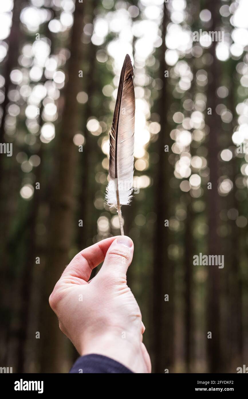 Vogelfeder in der Hand eines Mannes auf einem Waldgrund Stockfoto