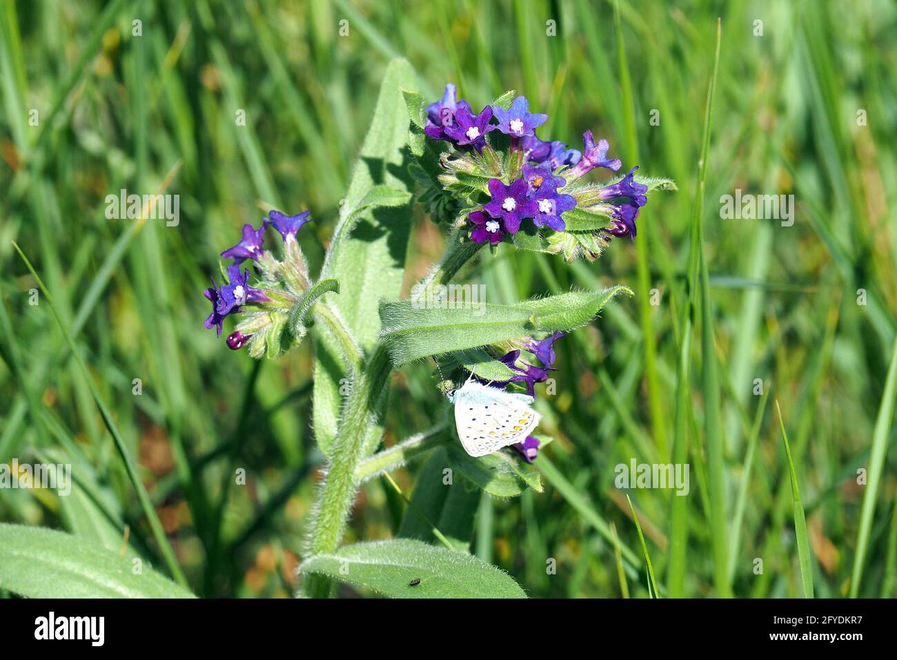 Gemeine Ochsensunge, Anchusa officinalis, orvosi atracél, Budapest, Ungarn, Magyarország, Europa Stockfoto