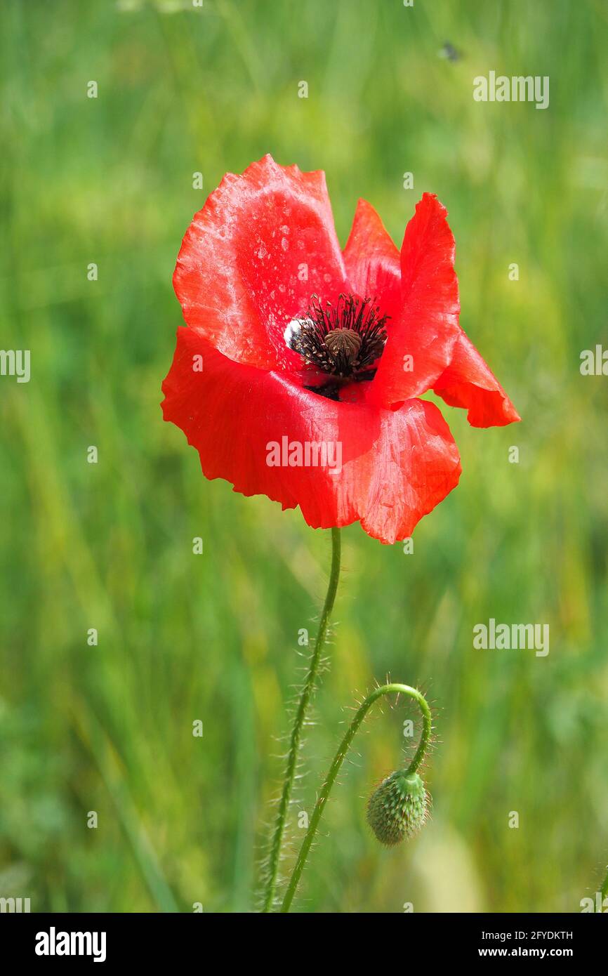 Gemeiner Mohn, Maismohn, Maisrose, Feldmohn, Flandern-Mohn oder Rotmohn, Klatschmohn, pipacs vagy vadmák. Papaver Rhoeas, Budapest, Ungarn Stockfoto