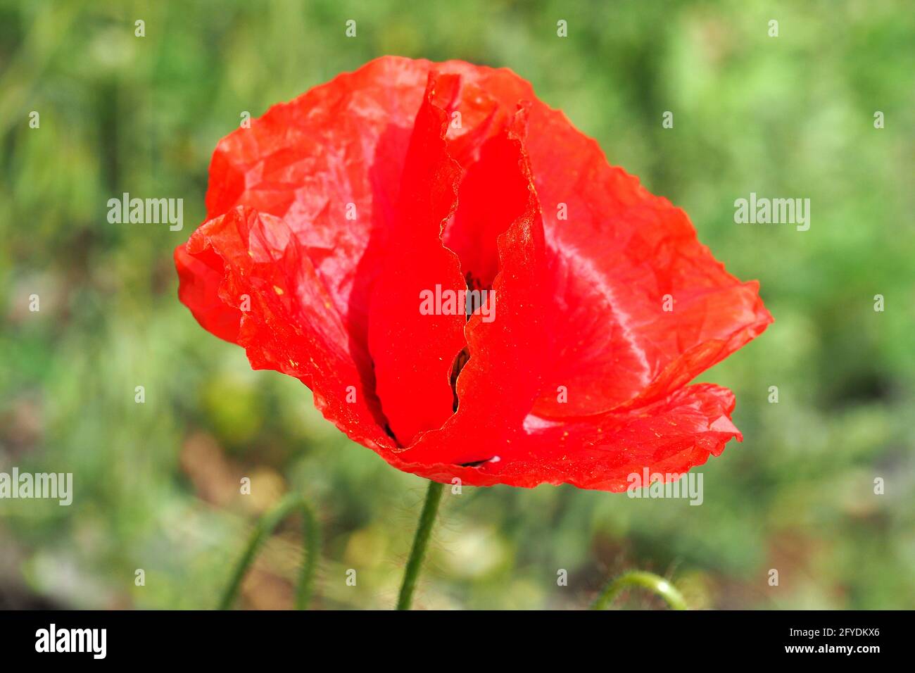 Gemeiner Mohn, Maismohn, Maisrose, Feldmohn, Flandern-Mohn oder Rotmohn, Klatschmohn, pipacs vagy vadmák. Papaver Rhoeas, Budapest, Ungarn Stockfoto