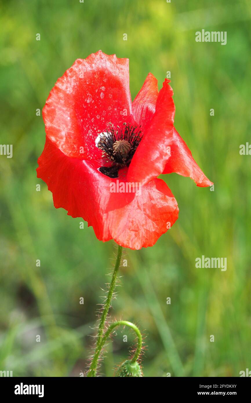 Gemeiner Mohn, Maismohn, Maisrose, Feldmohn, Flandern-Mohn oder Rotmohn, Klatschmohn, pipacs vagy vadmák. Papaver Rhoeas, Budapest, Ungarn Stockfoto
