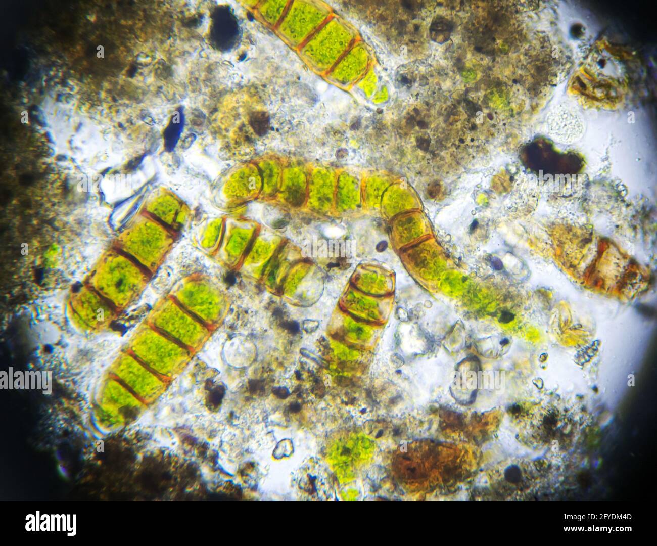 Mikroalgen unter dem Mikroskop, Probe aus Moos entnommen Stockfotografie -  Alamy