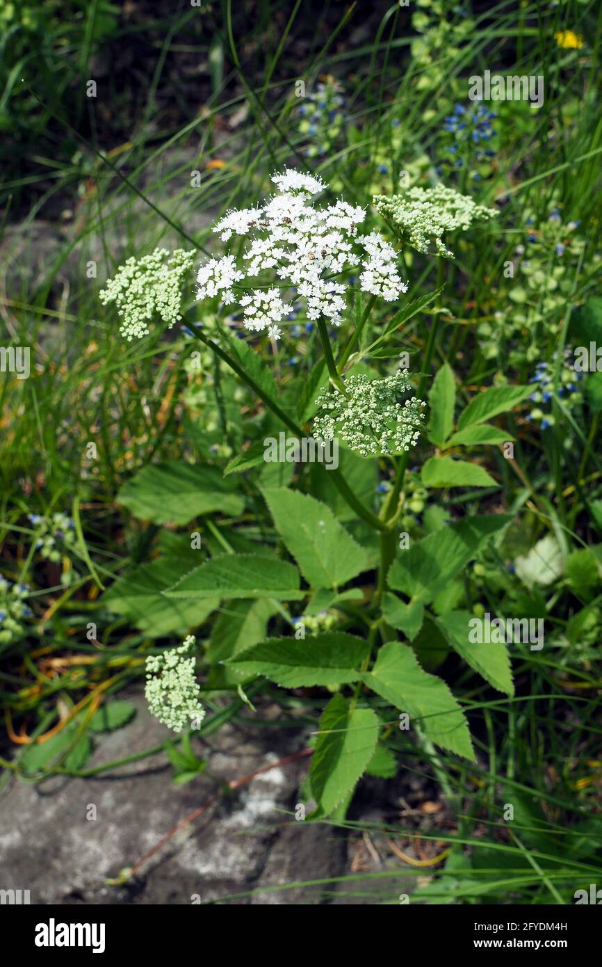 Erdältesten, Kraut gerard, Bishop's Weed, Goutweed, Gicht Würze, Wildmasterwort, gewöhnlicher Giersch, Aegopodium podagraria, podagrafű Stockfoto