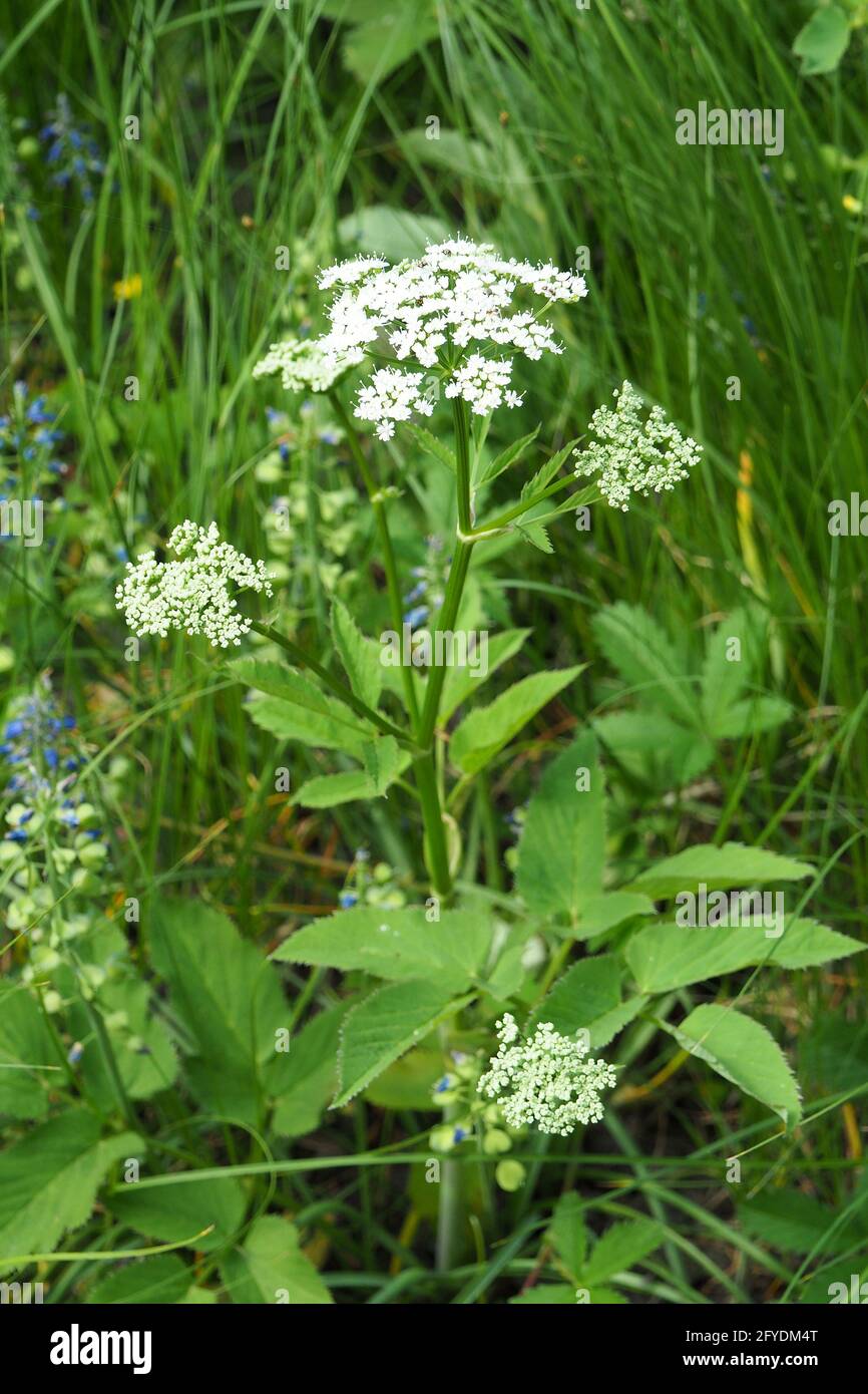 Erdältesten, Kraut gerard, Bishop's Weed, Goutweed, Gicht Würze, Wildmasterwort, gewöhnlicher Giersch, Aegopodium podagraria, podagrafű Stockfoto