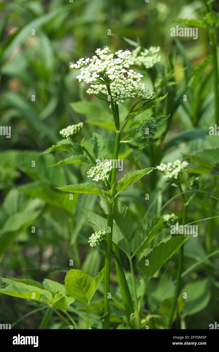 Erdältesten, Kraut gerard, Bishop's Weed, Goutweed, Gicht Würze, Wildmasterwort, gewöhnlicher Giersch, Aegopodium podagraria, podagrafű Stockfoto