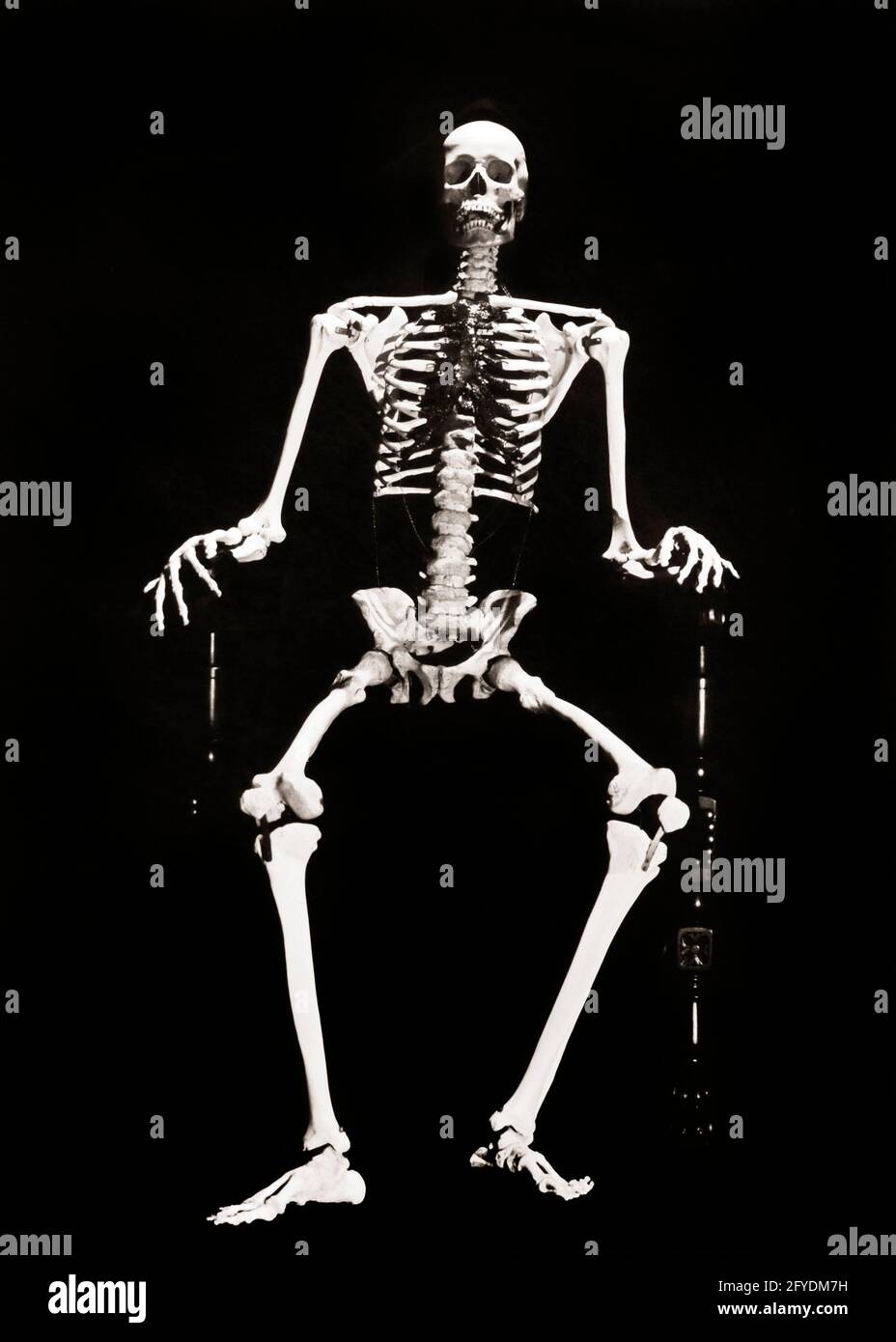 SKELETT AUS DEN 1930ER JAHREN, DAS DIE KAMERA IM STUHL BETRACHTET - S8763 HAR001 HARS KNOCHEN IN VOLLER LÄNGE END INSPIRATION GEFAHR RISIKO SYMBOLE SPIRITUALITÄT DEAD EXECUTIVES B&W BIZARRE STRUKTUR KNOCHEN SELTSAME WELLNESS HIP TOD KUNDENSERVICE GROTESK ERSCHRECKEND UNHEIMLICH MÄCHTIG URTEIL ZANY FINSTER UNKONVENTIONELL IN AUTORITÄT BOSSE KONZEPT KONZEPTIONELLE STILLLEBEN FLUCHT GRIMMIG REAPER UNTERSTÜTZEN ABGEFAHRENE ENGEL DES TODES EIGENWILLIGE ALARMIERENDE FURCHTERREGENDE OKTOBER SYMBOLISCH ERSCHRECKEND AMÜSANT KNOCHEN-ERSCHRECKEND VORSICHT KONZEPTE DUNKLEN ENGEL EXZENTRISCHE IDEEN MANAGER OKTOBER 31 SKELETAL SCHWARZ-WEISS ERRATISCH HAR001 Stockfoto