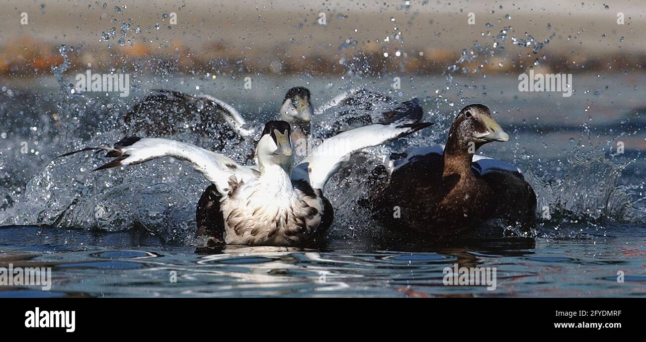 EIDER ENTEN, MARWELL ZOO, HANTS 07-09-05 PIC MIKE WALKER, 2005 Stockfoto