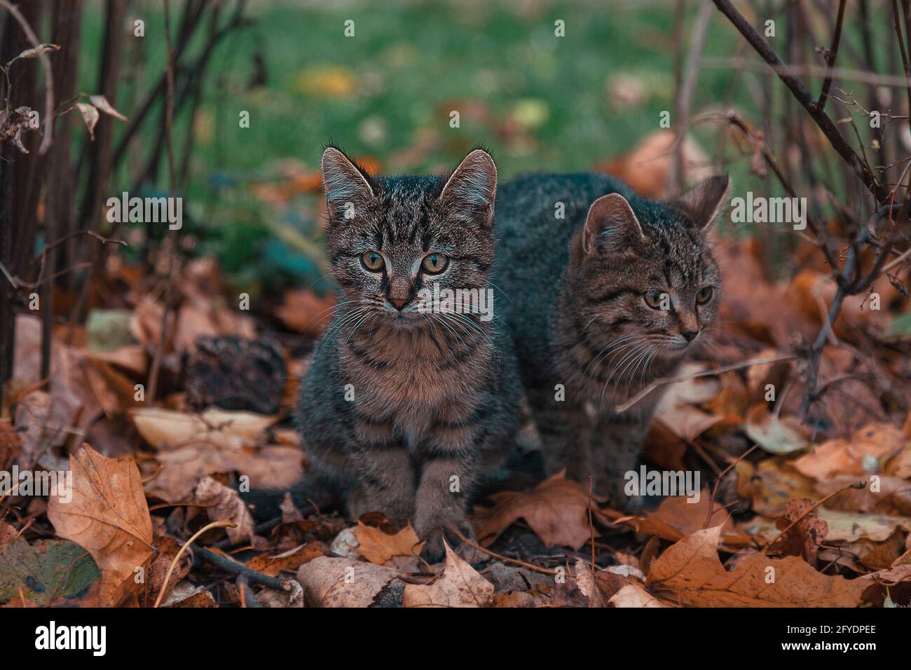Zwei grau gestromte Kätzchen sitzen auf herbstlichen Blättern. Stockfoto