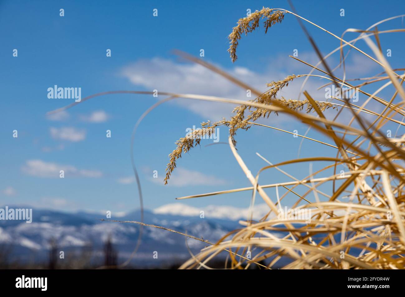 Blick von der Pflanzenhöhe Stockfoto