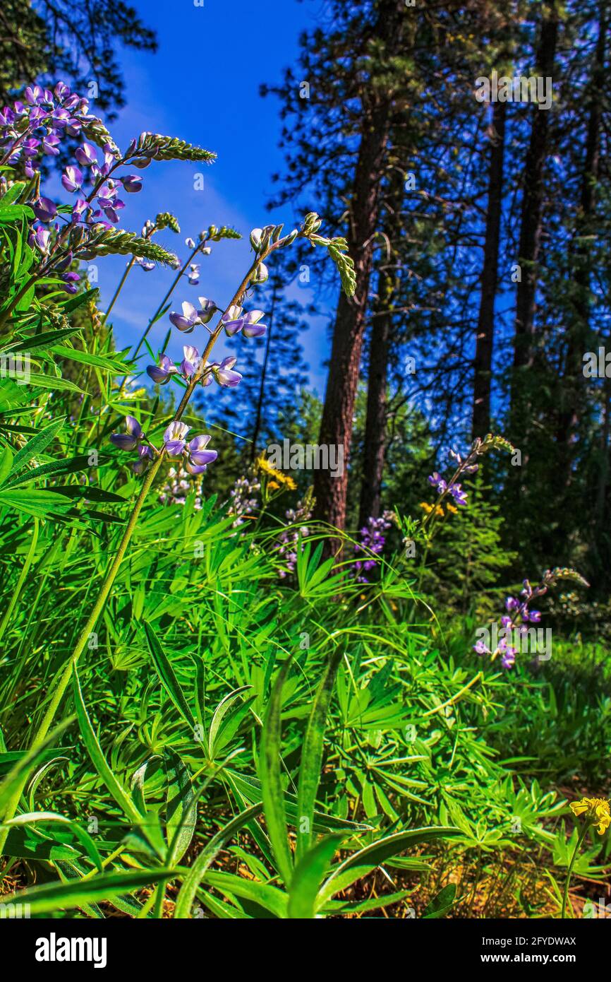Wildviolette Lupinen-Blüten wachsen auf einer Waldwiese Stockfoto
