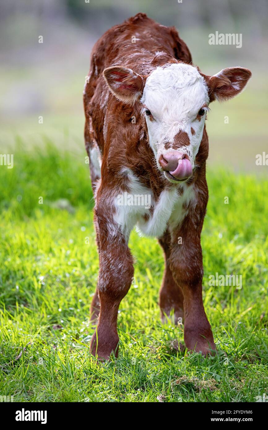 Hereford Steer Kalb mit Zunge in Nasenloch in grün stehen Gras Stockfoto