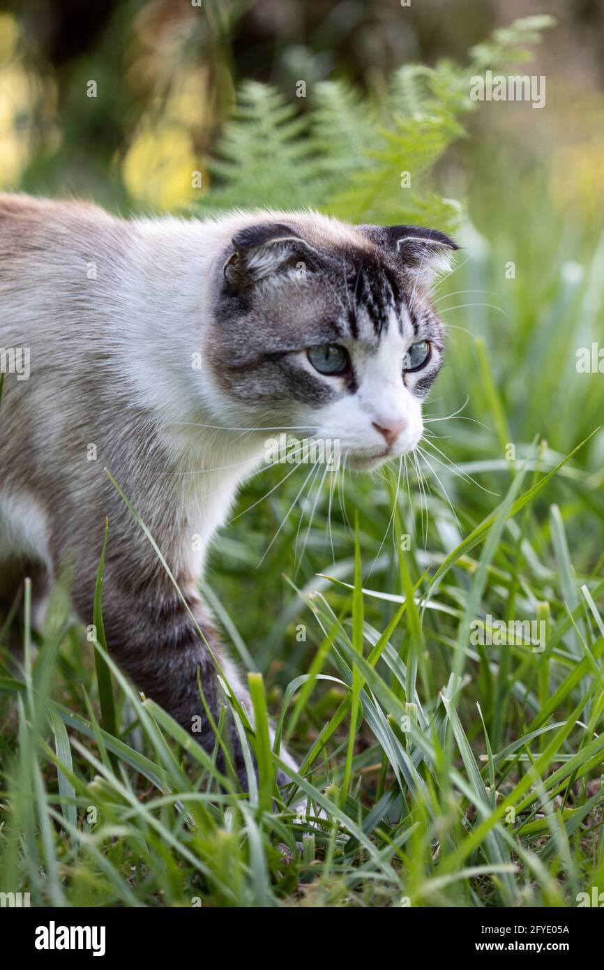 Tabby Point schottische Faltenkatze, die im grünen Gras stielt Stockfoto