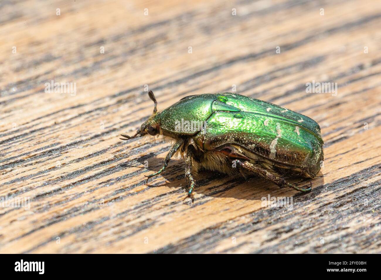 Nahaufnahme eines Rosenkoffers (Cetonia aurata) mit einem grünen glänzenden Anker Stockfoto